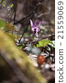 Temporary (in the forest) 21559069