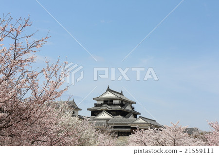 盛開的櫻花和松山城堡城堡塔 21559111