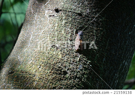 Cicadas Cicadas 21559138