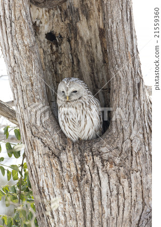 Ezo Owl Ezo Owl 21559360