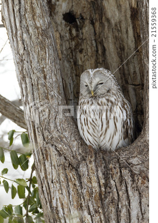 Ezo Owl Ezo Owl 21559368