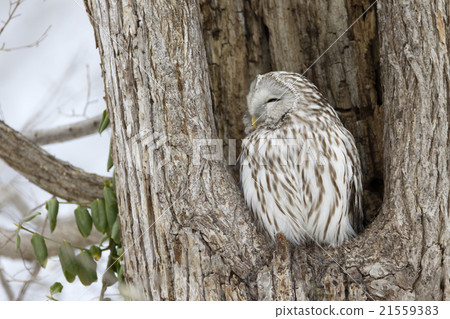 Ezo Owl Ezo Owl 21559383