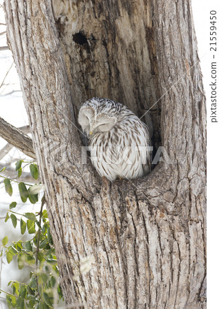 Ezo Owl Ezo Owl 21559450