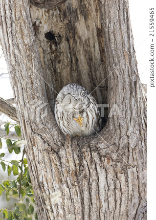 Ezo Owl Ezo Owl 21559465