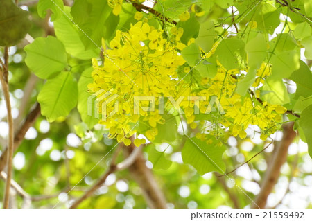 Golden Shower (Golden Shower) Golden Shower (Golden Shower) 21559492