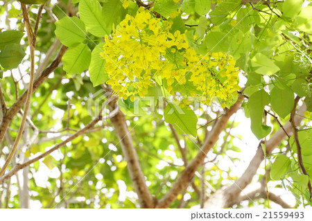 Golden Shower (Golden Shower) Golden Shower (Golden Shower) 21559493