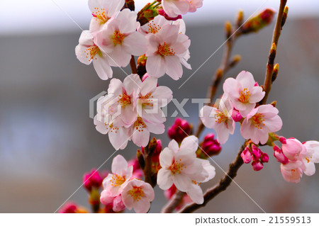 Cherry Blossoms	 21559513
