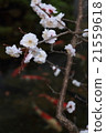 Sakura (old-school garden) 21559618