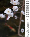 Sakura (old-school garden) 21559619