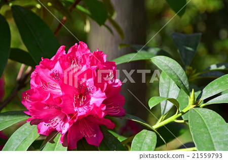 Osaka Castle Park Spring landscape Osaka Castle Park Spring landscape 21559793