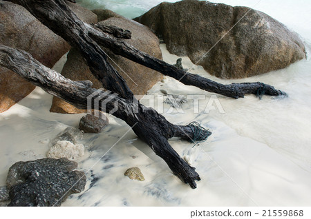 Driftwood at the beach Driftwood at the beach 21559868