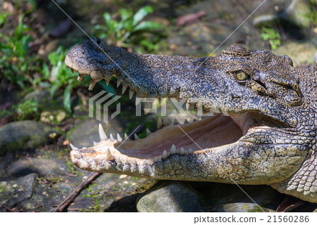 Crocodile mouth Crocodile mouth 21560286