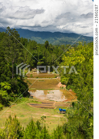 Toraja landscape Toraja landscape 21560287