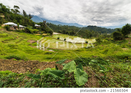 Traditional village Traditional village 21560304
