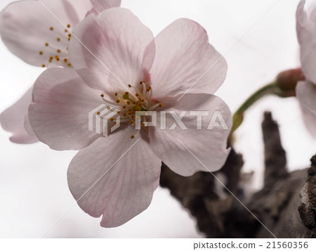 櫻花 21560356