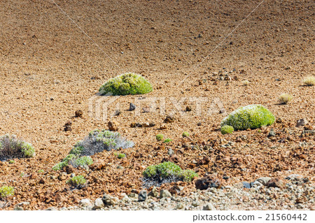 montana Blanca, Tenerife, Canary Islands, Spain 21560442