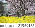 Brilliant Feast of Sakura and Rape Blossom 21560488