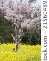 Brilliant Feast of Sakura and Rape Blossom 21560489