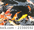 Nishikigoi and golden carp 21560592