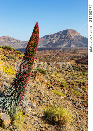 Red tajinaste flowers on the El Teide Volcano Red tajinaste flowers on the El Teide Volcano 21560773
