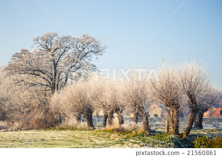 Snow covered trees, winter landscape 21560861