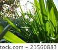 Lily of the sunlight 21560883
