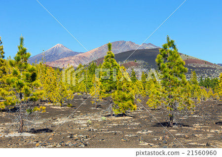 Pico Viejo and El Teide, Tenerife, Spain 21560960