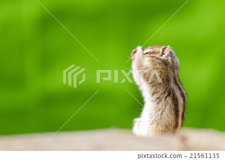 花栗鼠 花栗鼠 21561135