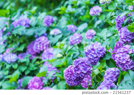 八仙花屬繡球花紫色八仙花屬雨季初夏花植物八仙花屬圖像材料照片材料空間 照片素材 圖片 圖庫