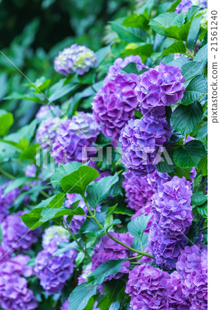 八仙花屬繡球花紫色八仙花屬雨季初夏花植物八仙花屬圖像材料照片材料空間 照片素材 圖片 圖庫