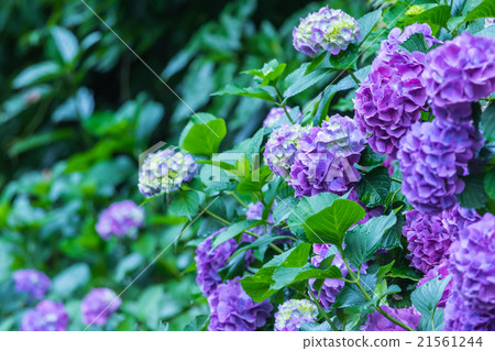 八仙花屬繡球花紫色八仙花屬雨季初夏花植物八仙花屬圖像材料照片材料空間 照片素材 圖片 圖庫