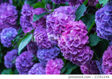 八仙花屬繡球花紫色八仙花屬雨季初夏花植物八仙花屬圖像材料照片材料空間 照片素材 圖片 圖庫