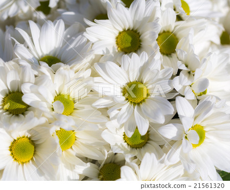 Chrysanthemums white closeup 21561320