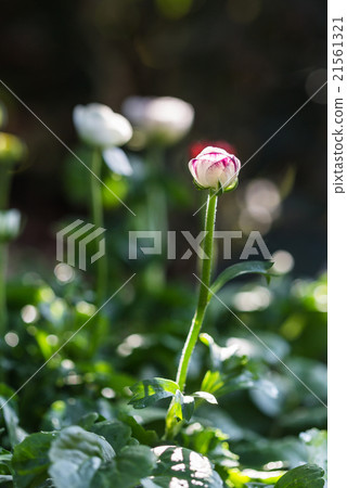 the growing wild flowers 21561321