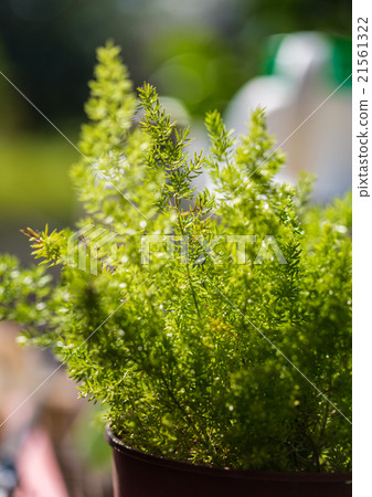 ornamental plant for garden 21561322