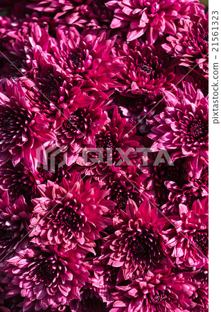 pink chrysanthemums close-up 21561323
