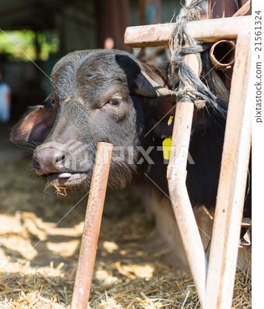 black cow closeup on a farm black cow closeup on a farm 21561324