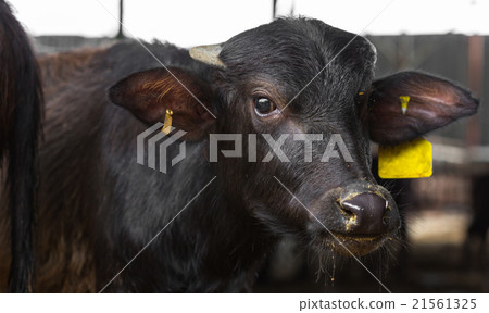 black cow closeup on a farm 21561325