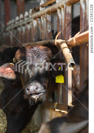 black cow closeup on a farm black cow closeup on a farm 21561326