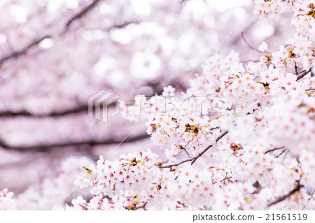 Sakura Sakura Sakura Ayai Yoshino Simei Yoshino哭泣的多雪的拷貝空間字符空間 Sakura Sakura Sakura Ayai Yoshino Simei Yoshino哭泣的多雪的拷貝空間字符空間 21561519