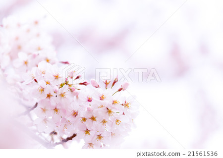 Sakura Sakura Sakura Ayai Yoshino Simei Yoshino哭泣的多雪的拷貝空間字符空間 21561536