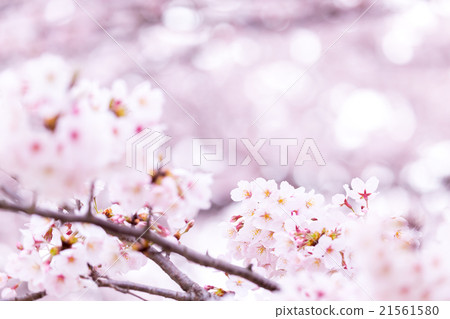 Sakura Sakura Sakura Ayai Yoshino Simei Yoshino哭泣的多雪的拷貝空間字符空間 21561580