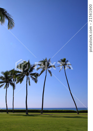 Palm tree Hawaii Palm tree Hawaii 21561900