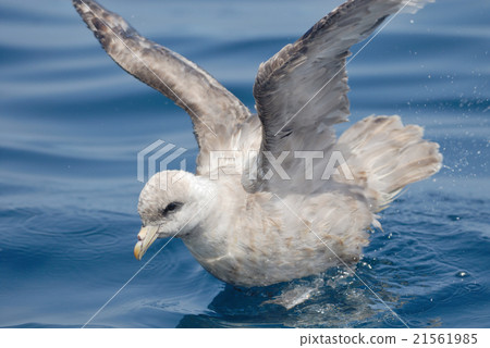 淺色全蛾gallopores 淺色全蛾gallopores 21561985