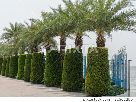palm trees and hedges 21562290