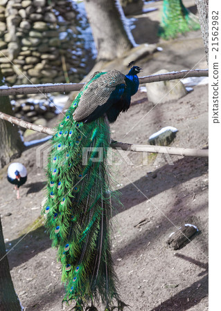 Portrait of beautiful peacock with feathers out Portrait of beautiful peacock with feathers out 21562982