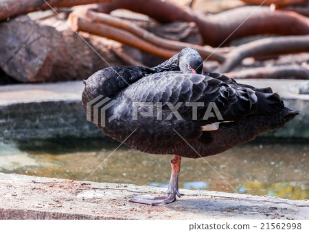 Black swan. Cygnus atratus Black swan. Cygnus atratus 21562998