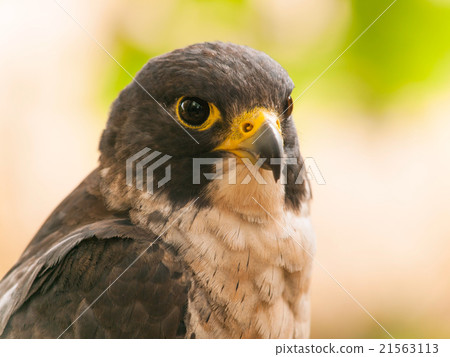 Portrait of peregrine falcon Portrait of peregrine falcon 21563113