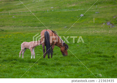 Icelandic Horses Icelandic Horses 21563435