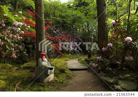 Akiho Iwatoyama Kozoin Japanese rhododendron Akiho Iwatoyama Kozoin Japanese rhododendron 21563544